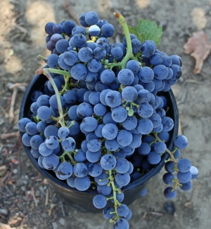 bucket of grapes