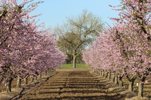 pink flowers in orchard