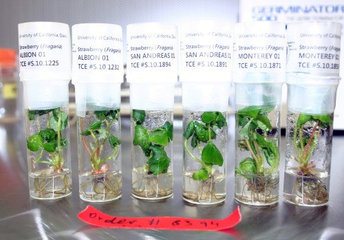 containers of strawberry plants in vitro