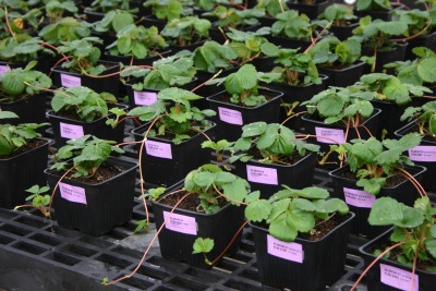 containers of strawberry plants in pots